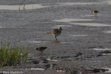 IMG_2013-04-07_0334_Sharp-tailed Sandpiper-Grey Plover_Nanhui South.jpg