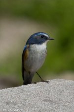 IMG_2013-04-07_0229_Red-flanked Bluetail_Yangshan.jpg