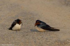 IMG_2013-04-07_0409_Barn Swallow_Nanhui South.jpg