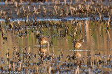 IMG_2013-04-07_0433_Sharp-tailed Sandpiper_Nanhui North.jpg