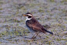 IMG_2013-04-07_0496_Dusky Thrush_Nanhui North.jpg