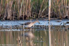 IMG_2013-04-07_0506_Ruff_Nanhui North.jpg