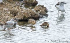 Ruff UW DSC_2190.jpg