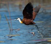 african jacana flight D800 80-400mm_N8D3944_edited-2.jpg