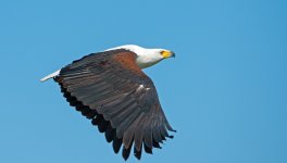 african fish eagle flight D800 80-400mm_N8D3958_edited-2.jpg