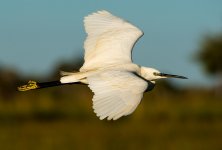 little egret flight D800 80-400mm_N8D3337_edited-1.jpg