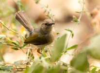 grey-backed camaroptera_N8D1641_edited-1.jpg