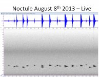 noctule1.jpg