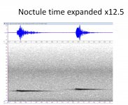 noctule2.jpg