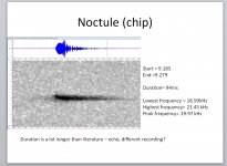 noctule4.jpg