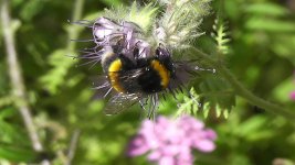Bumblebee, White-tailed.jpg