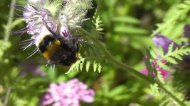 Bumblebee, White-tailed(1).jpg