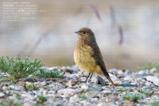 redstart,-white-winged006a.jpg