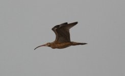 Eastern Curlew.jpg