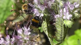 Bumblebee, White-tailed(3).jpg