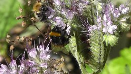 Bumblebee, White-tailed(4).jpg