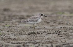 Lesser Sand Plover 2.jpg