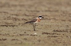 Lesser Sand Plover.jpg