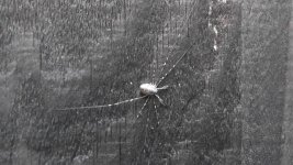 Harvestman.jpg