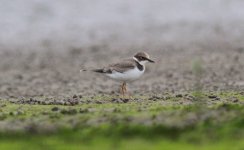 Little ringed Plover.jpg