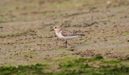 Red-necked Stint.jpg