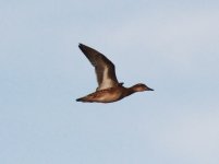 Baikal Teal 2.jpg