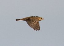 Red-throated pipit.jpg