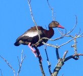 Black-bellied Whistling Duck.jpg