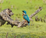 Kingfisher2.JPG