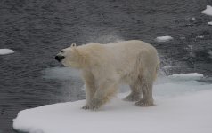 bear drying off.jpg