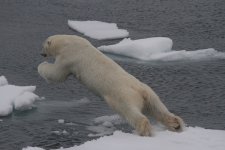 eleven o jumping across the ice.jpg