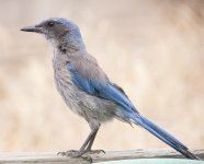 WesternScrubJay1a.jpg