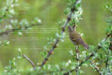 warbler,-buff-barred001.jpg