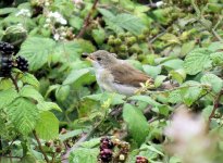 IMG_ 2058a whitethroat juv with berry.jpg