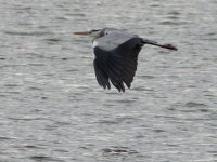 Grey_Heron_Ardea_cinerea_12.jpg