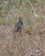 meadow pipit (3).JPG