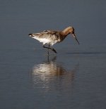 blacktailed godwit1.JPG