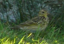 Pipit sp..jpg