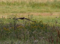 Marsh Harrier (Circus aeruginosus)_22.jpg