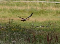 Marsh Harrier (Circus aeruginosus)_23.jpg