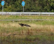 Marsh Harrier (Circus aeruginosus)_25.jpg