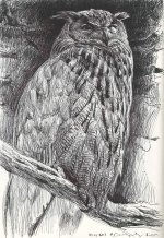 Eagle-owl-study-1.jpg