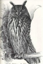 Eagle-owl-study-2.jpg