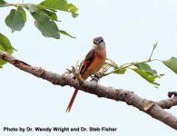 Rosy Minivet.jpg