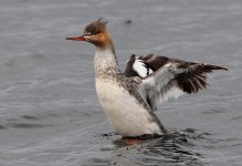 Goosander-124.jpg