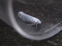 IMG_6326_Bird-cherry Ermine.jpg