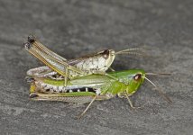 Grasshopper id.jpg