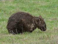 Wombat_Capertee_280613a.jpg