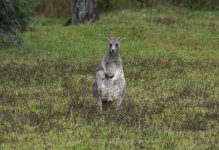 EG Kangaroo_Capertee_280613a.jpg