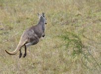 Eastern Wallaroo_Capertee_280613a.jpg